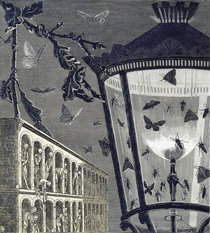 Insects & Lantern Engraving